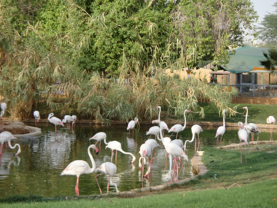 Riyadh Zoo experience