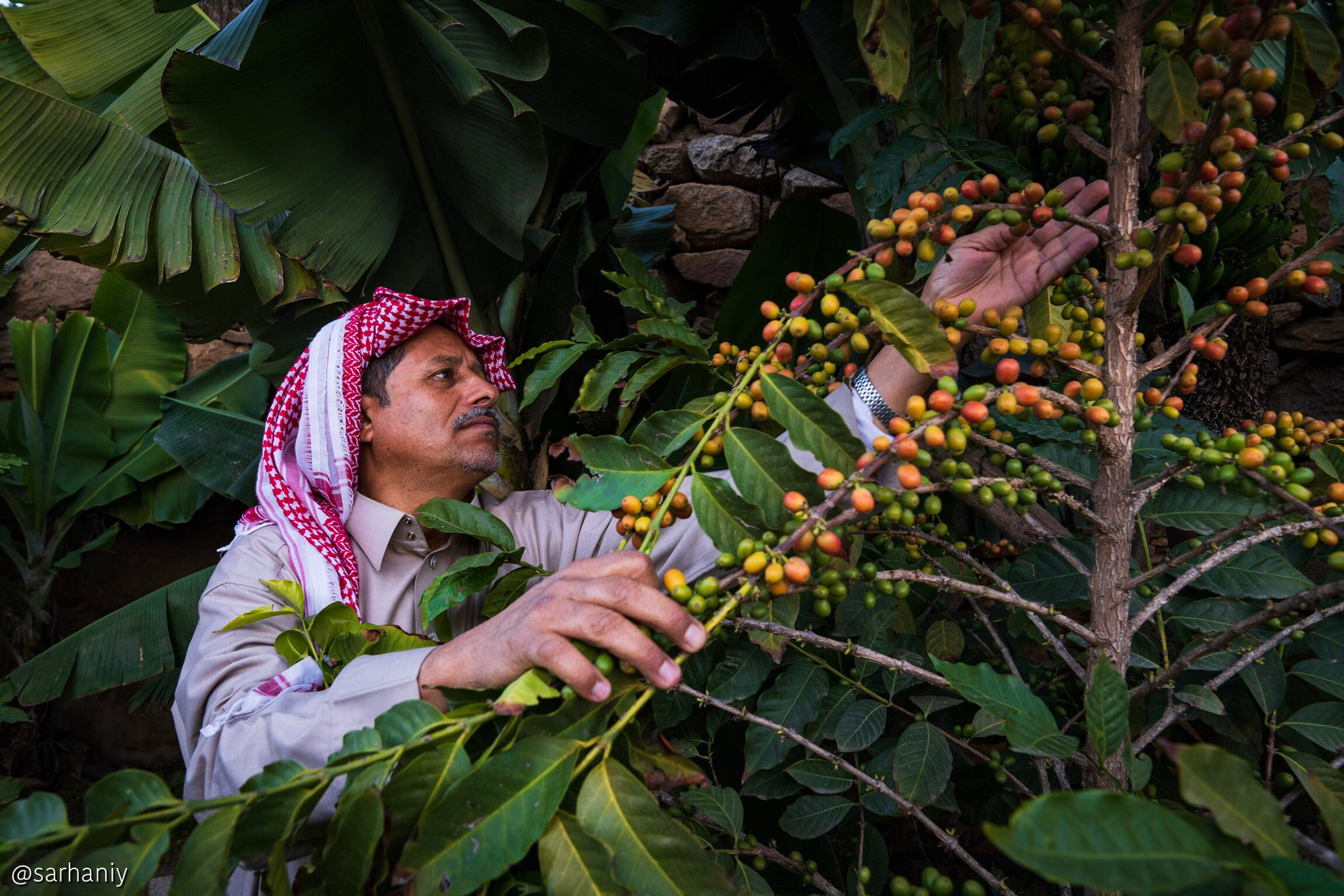 Khawlani Coffee Farms experience