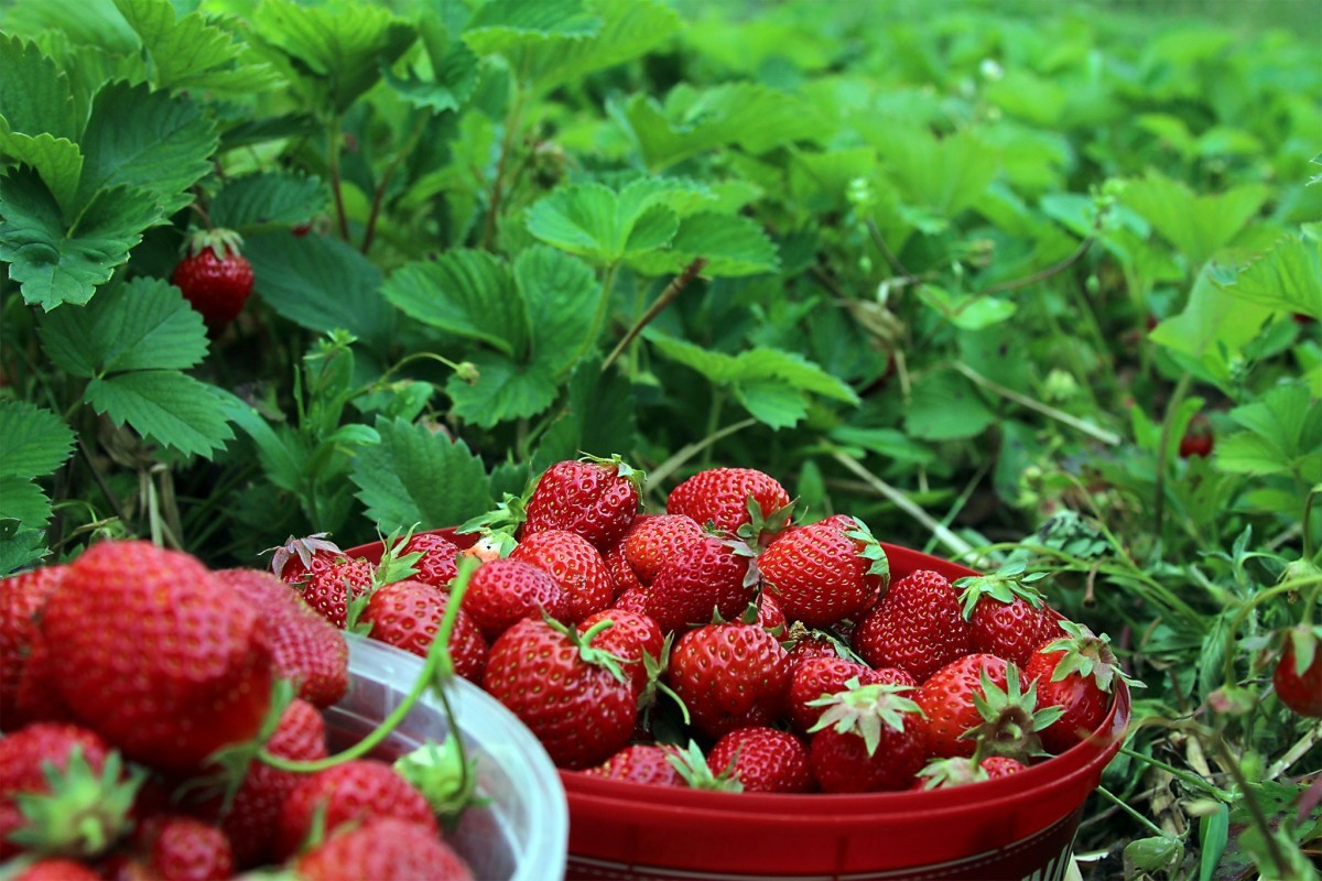 Strawberry Farm (Al Hada) experience