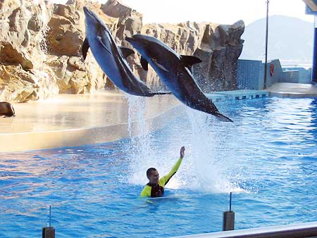 Taif Zoo experience